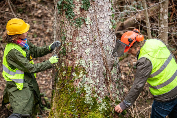 How Our Tree Care Process Works  in  Yucaipa, CA